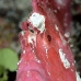scorpionfish_leaf_ni_v_0011_pal0127.jpg